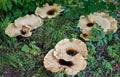 Dryad's Saddle Pheasant Back Mushroom Polyporus squamosus fungi fungus Royalty Free Stock Photo