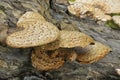 Dryad's Saddle - Polyporus squamosus