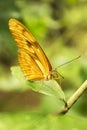 Dryas iulia butterfly with closed wings Royalty Free Stock Photo