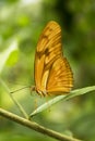 Dryas iulia butterfly with closed wings Royalty Free Stock Photo