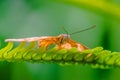 Dryas iulia butterfly with damaged wings Royalty Free Stock Photo