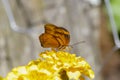 Dryas iulia Butterfly feeding on a flower Royalty Free Stock Photo