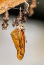 Dryas iulia butterfly, hatching Royalty Free Stock Photo