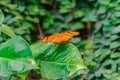 Dryas iulia butterfly Royalty Free Stock Photo