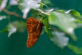 Dryas iulia butterfly with wings closed Royalty Free Stock Photo