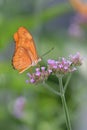 Dryas iulia Heliconian