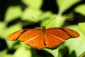 Dryas iulia or julia butterfly Royalty Free Stock Photo