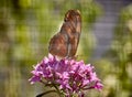 Dryas iulia, Julia, flame butterfly, on a deep pink flower with great background blur. Royalty Free Stock Photo