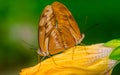 Dryas iulia, Julia heliconian butterflies mating
