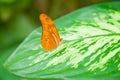 Dryas Iulia on a leaf Royalty Free Stock Photo