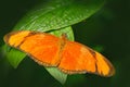 Dryas iulia, Spelled julia heliconian, in nature habitat. Nice insect from Costa Rica in the green forest. Butterfly sitting on th