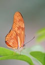 Dryas Julia Butterfly