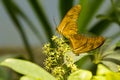 Dryas Julia Butterfly Bookends