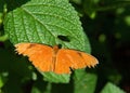 Dryas Julia butterfly on green leaf with wings open