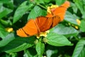 Dryas Julia Butterfly Royalty Free Stock Photo