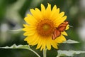 Dryas Julia Butterfly on Sunflower Royalty Free Stock Photo