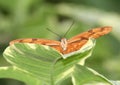 Dryas Julia (dryas iulia) Butterfly on Green Leaf Royalty Free Stock Photo