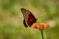 Dryas Julia, flame,  butterfly, on a deep pink Zinnia flower with great background blur. Royalty Free Stock Photo