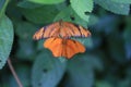 Dryas Julia Longwing butterfly Royalty Free Stock Photo