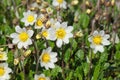 Dryas octopetala Royalty Free Stock Photo