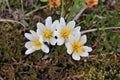 Dryas octopetala Royalty Free Stock Photo