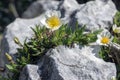 Dryas octopetala artic alpine flowering plant with eight petals