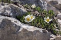 Dryas octopetala artic alpine flowering plant with eight petals