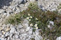 Dryas octopetala artic alpine flowering plant with eight petals growing and bloomin on white stones
