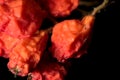 Dryed berries of mountain ash on a black background