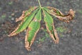 Dryed chestnut leaf