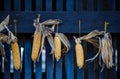 Dryed corn hanging in farm