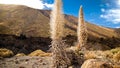 Dryed flowers and plant on the slope of big volcano in desert