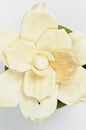 Dryed gardenia flower