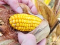 Autumn dried corn cob in field. Fall harvest corn crop in farm. Royalty Free Stock Photo