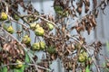 Dryed rotten pears from bacterium on tree branch