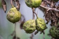 Dryed rotten pears from bacterium on tree branch