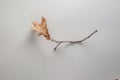 Dryed yellow autumn oak leaf over the white background