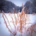 Through the drygrass Royalty Free Stock Photo