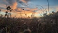 Drygrass before sunset Royalty Free Stock Photo