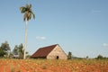 Farm barn and tobacco plants in field Royalty Free Stock Photo