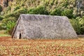 Drying Barn With Tobacco Field Royalty Free Stock Photo