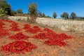 Drying batches of red chili at field in. Royalty Free Stock Photo