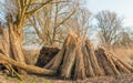 Drying bundles harvested reeds waiting for transport Royalty Free Stock Photo