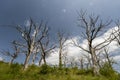 Dried chestnut tree trunks near Runcu village, Gorj county, Romania Royalty Free Stock Photo