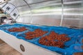 Drying cocoa bean. Cocoa Solar Drying Plant Greenhouse Royalty Free Stock Photo