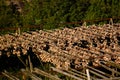 Drying cod fish at A village, Moskenesoya, Lofoten, Norway Royalty Free Stock Photo