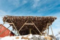 Drying cod fish in winter. Reine fishing village, Lofoten islands, Norway Royalty Free Stock Photo