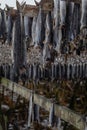 Drying cod fish on wooden racks - Reine - Lofoten - Norway Royalty Free Stock Photo