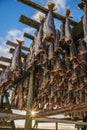 Drying cod stockfish on wooden racks during beautiful sunrise and sunburst in Reine village, Lofoten Royalty Free Stock Photo