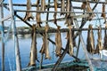 Drying codfish, Norway Royalty Free Stock Photo